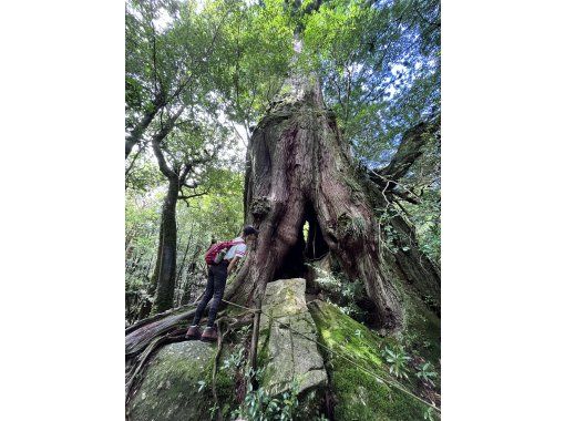 [Private tour for small groups, transportation included] Walk with a female guide at Shiratani Unsuikyo Gorge, with a trekking guide and activity planの画像
