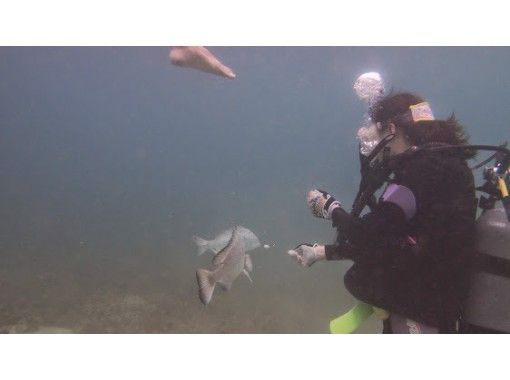 Limited to one group per day! [Hyogo / Kansai] Let's know the world in the sea! Experience diving-places to choose from- (1 day, with hot spring ticket!)の画像