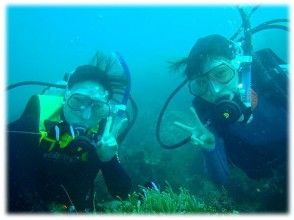 【静岡・熱海】島気分を満喫しながらダイビングにチャレンジ！初島体験ダイビング【現地集合・解散】日本語