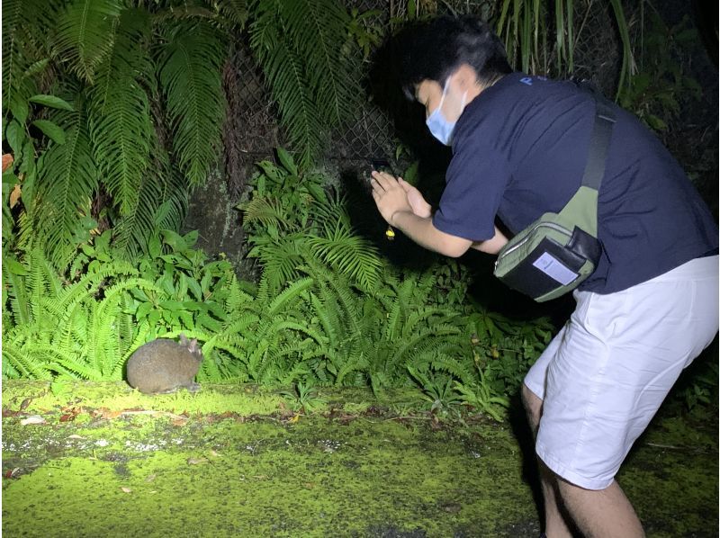 [Kagoshima / Amami Oshima] Let's explore Amami Forest! Guided "Wildlife Sightseeing Night Tour" 2 people or more 4 years old ~ Participation OK!の紹介画像