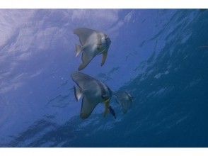 南部潜水石垣岛