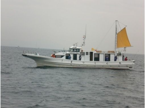 Sale! [Aichi, Minamichita, Ise Bay Mouth] Set your sights on a "shared sea fishing plan" with a guided lecture!の画像