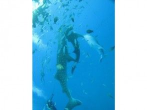 [Snorkel with Whale Sharks] A safe and secure tour that can only be done by a long-established shop with 20 years of experience in whale shark tours