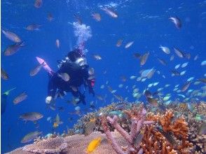 【沖縄・石垣島】技術アップ！ダイビングランクアップコース