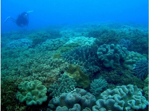 [冲绳-那霸沙滩球迷潜水（半天课程）の画像