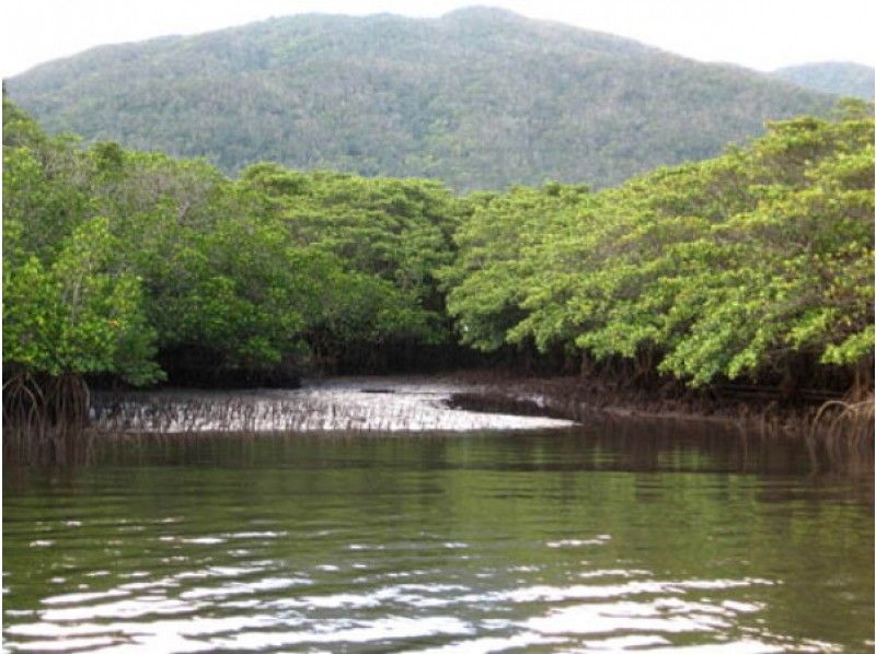 [Okinawa Iriomote Island] closest to the mangrove in Nakama ★ sea kayak tourの紹介画像
