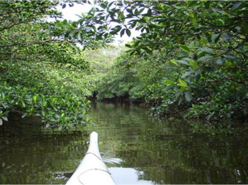 [Okinawa Iriomote Island] closest to the mangrove in Nakama ★ sea kayak tourの紹介画像