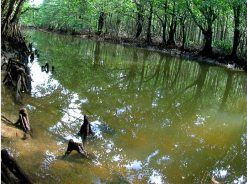 [Okinawa Iriomote Island] closest to the mangrove in Nakama ★ sea kayak tourの紹介画像