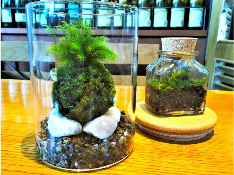 【新宿☆かわいい苔玉】天然苔をお部屋に飾る⭐お洒落なグラス苔玉 の紹介画像