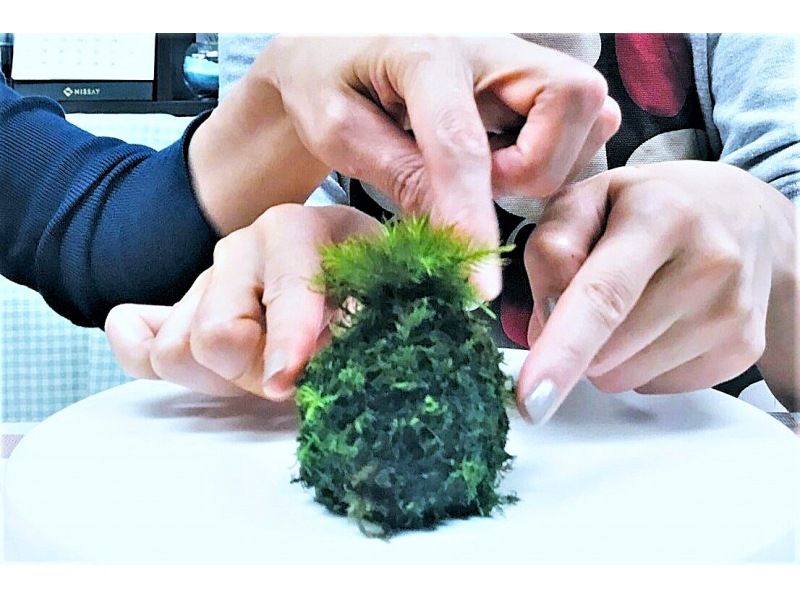 【新宿☆かわいい苔玉】天然苔をお部屋に飾る⭐お洒落なグラス苔玉 の紹介画像