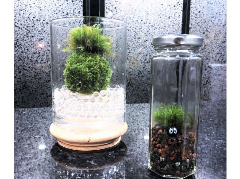 【新宿☆かわいい苔玉】天然苔をお部屋に飾る⭐お洒落なグラス苔玉 の紹介画像