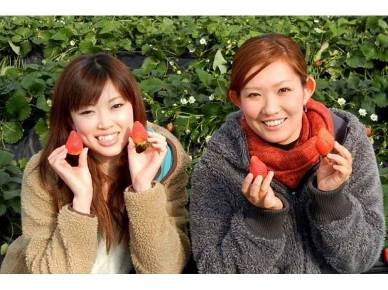 【群馬・沼田】赤く可愛いいイチゴ食べ放題！大人から子供まで楽楽いちご狩り！12月から6月まで楽しめます♪1980円～770円