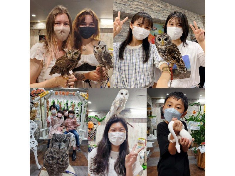 【フクロウカフェ 東京・池袋西口】動物ふれあい＆エサやり体験料込み！幸運のフクロウ＆白蛇＆ハリネズミふれあい体験！池袋駅西口徒歩3分の紹介画像