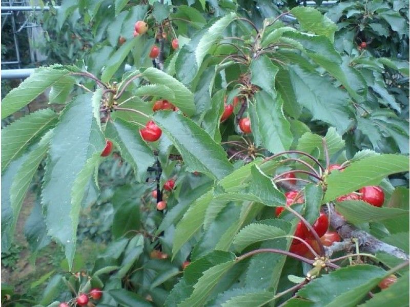 [Yamanashi ・ Yatsugatake] 1000 yen Worth a souvenir! Sweet and delicious cherry forty minutes all-you-can-eat ♪の紹介画像