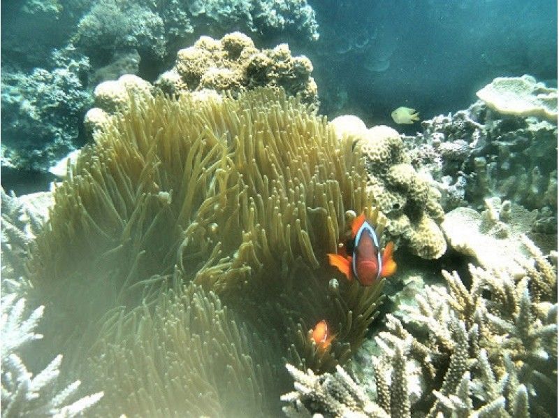 【沖縄・今帰仁村】初心者大歓迎！自然豊かなやんばるの海でのシュノーケルツアー☆動画撮影＆編集付きの紹介画像