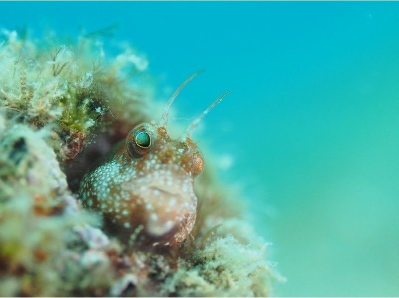 【高知・志和】四万十の海へ【ファンダイビング】１ボートダイブの紹介画像