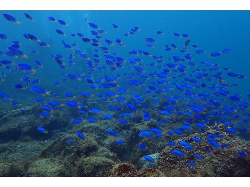 初めての水中世界へ！気軽に感動が味わえる体験ダイビング