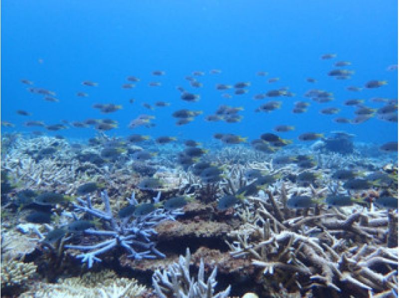 【Kagoshima · Amami】 To the secret point by boat ☆ boat experience divingの紹介画像