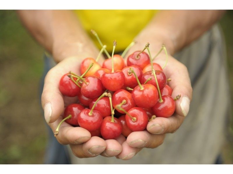 【Hokkaido · Ashibetsu】 Cherry hunting (general field)の紹介画像