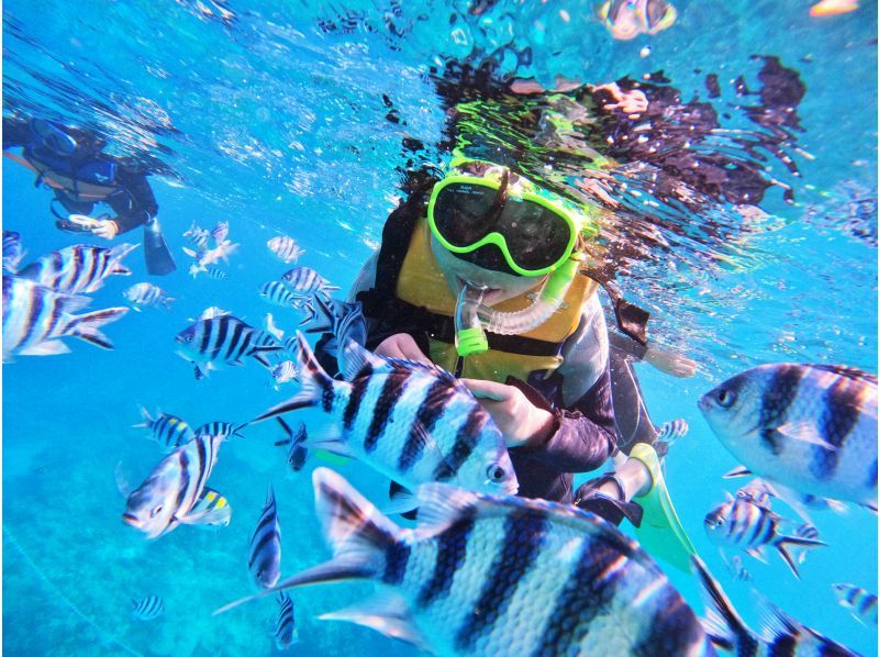 [Departing from Naha, local coupons available] Half-day snorkeling tour in the Chibishi Islands ★ Large catamaran ship that is resistant to shaking ★ Free feeding & photo gift ★の紹介画像