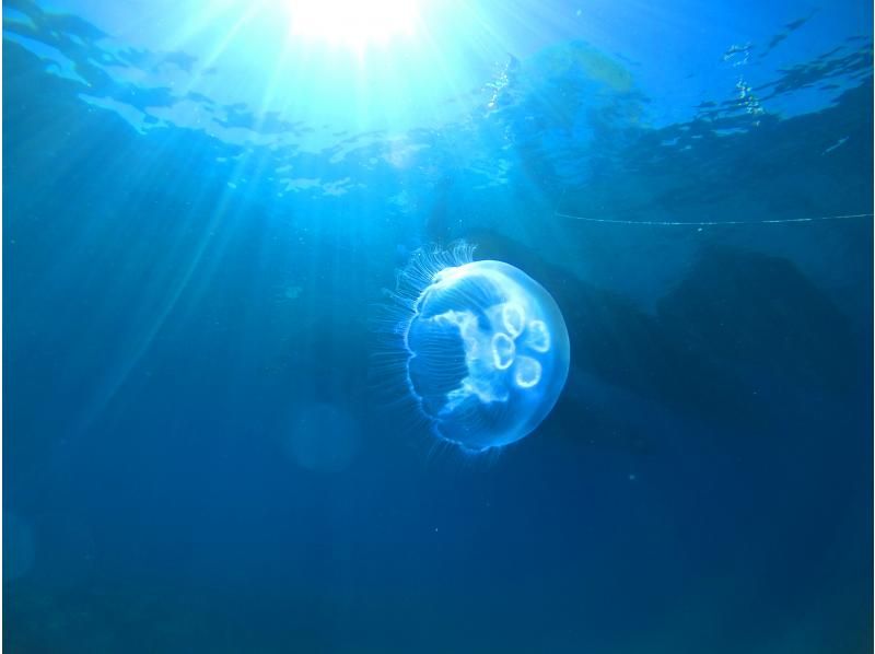 [Departing from Naha, local coupons available] Half-day snorkeling tour in the Chibishi Islands ★ Large catamaran ship that is resistant to shaking ★ Free feeding & photo gift ★の紹介画像