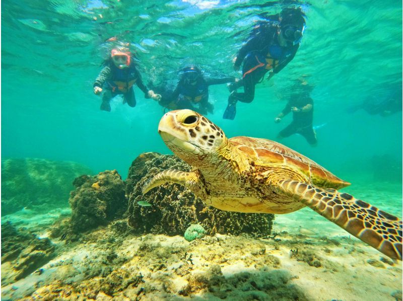 [Departing from Naha, local coupons available] Snorkeling & Parasailing & 1 marine sport in the Chibishi Islands (coconut crab course) ★ Photo gift ★の紹介画像