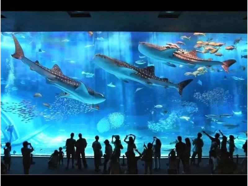 セルリアンブルーのバスツアー 美ら海水族館