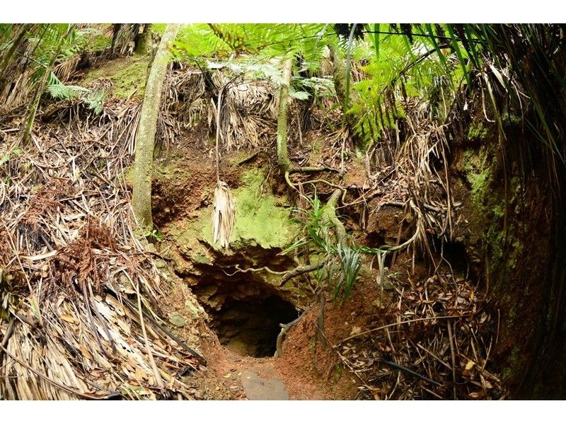 【 Tokyo / Ogasawara / Chichijima】 Subtropical Forest "Battle Tour"