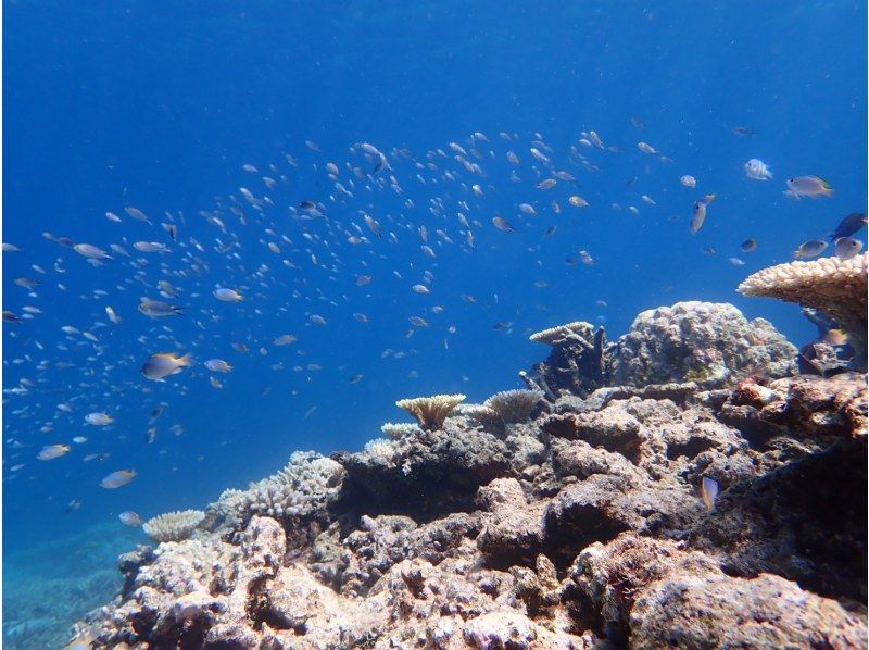 [Iriomote Island/half day] With sea turtles on the "miracle island" made of coral fragments! Barasu Island boat snorkeling [free photo data]の紹介画像