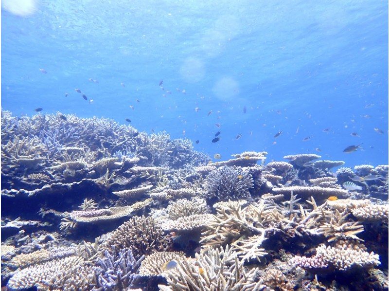 [Iriomote Island/half day] With sea turtles on the "miracle island" made of coral fragments! Barasu Island boat snorkeling [free photo data]の紹介画像