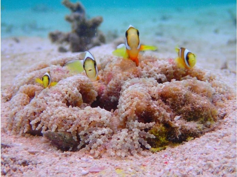 【沖縄・石垣島】安心安全少人数制☆幻の島への上陸と石西礁湖＆ウミガメシュノーケリング 1日コース【5/1～10/31】の紹介画像