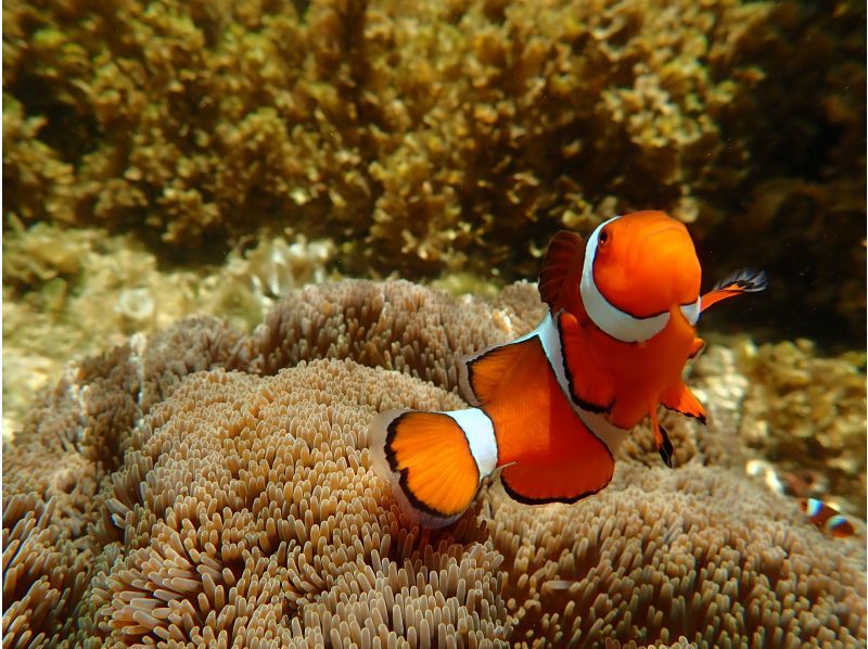 【 石垣岛 】在Maibara海滩浮潜之旅！海滩入口处有许多珊瑚礁和生物！尼莫也可以很快见面の紹介画像
