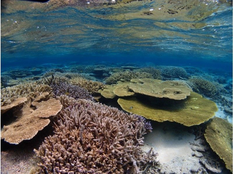 Snorkeling classroomの紹介画像