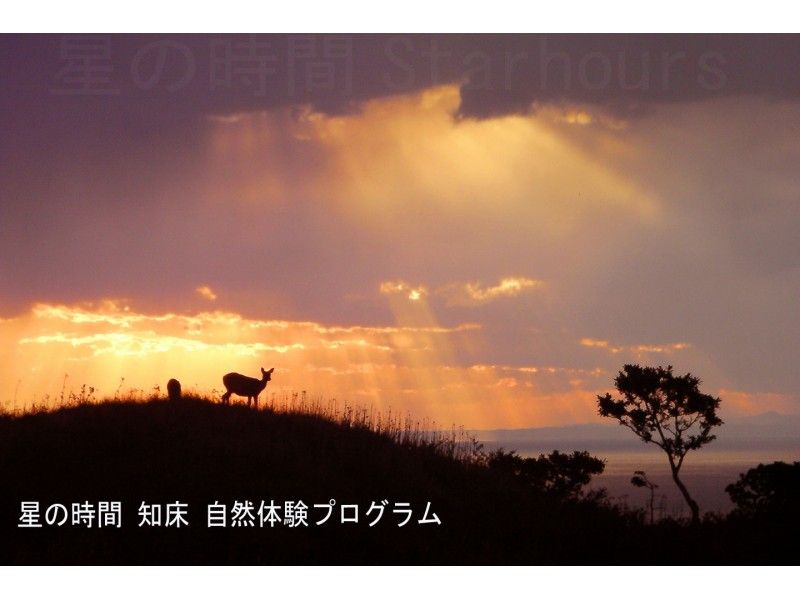 【北海道・知床】世界自然遺産コアゾーン知床五湖を全周３時間！ガイド付き朝のトレッキング（１０名様迄）
