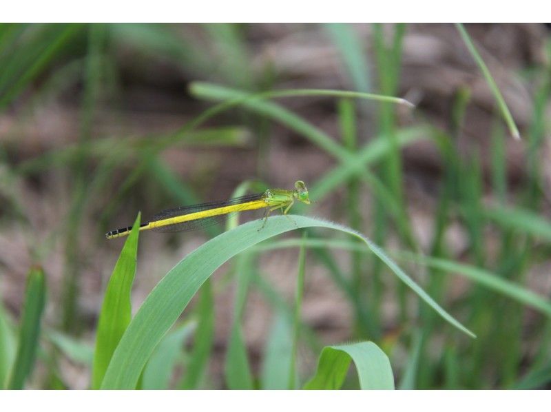 【山形県・飯豊町】オオクワガタも生息する神秘の森の王国で昆虫採集＆星空ナイトツアー　1泊2食付の紹介画像