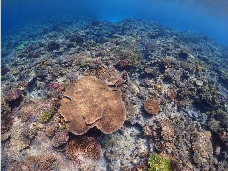 [Okinawa ・ Minnajima · Sesokojima] Enjoy the popular remote island! Snorkeling Tour (boat · 2 courses)の紹介画像