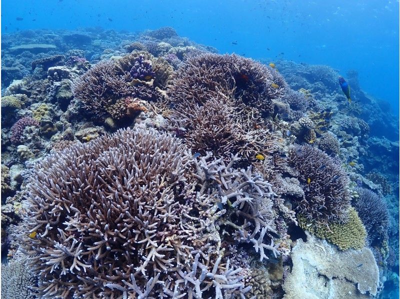 [Okinawa ・ Minnajima · Sesokojima] Enjoy the popular remote island! Snorkeling Tour (boat · 2 courses)の紹介画像