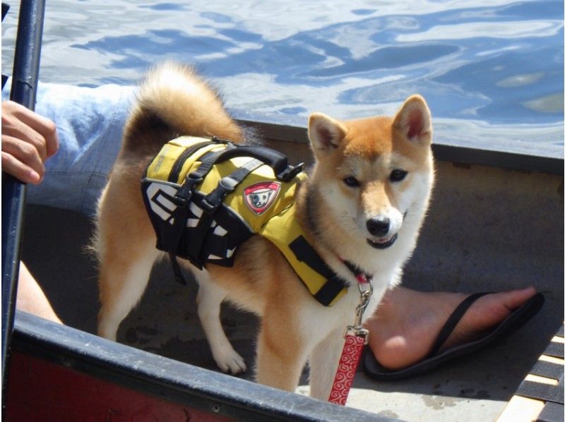 [Yamanashi ・ Lake Kawaguchi]  Canoeing experience with pets!