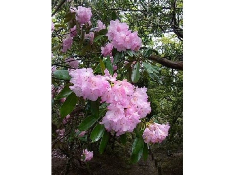 【静岡・天城山】伊豆の最高峰・万三郎岳（日本百名山）に咲き乱れる！「天城山シャクナゲツアー」の紹介画像