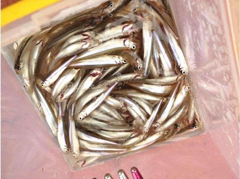 [長野/木崎湖]冰釣歡迎參加1天課程的初學者！與您的家人和朋友一起享受！の紹介画像