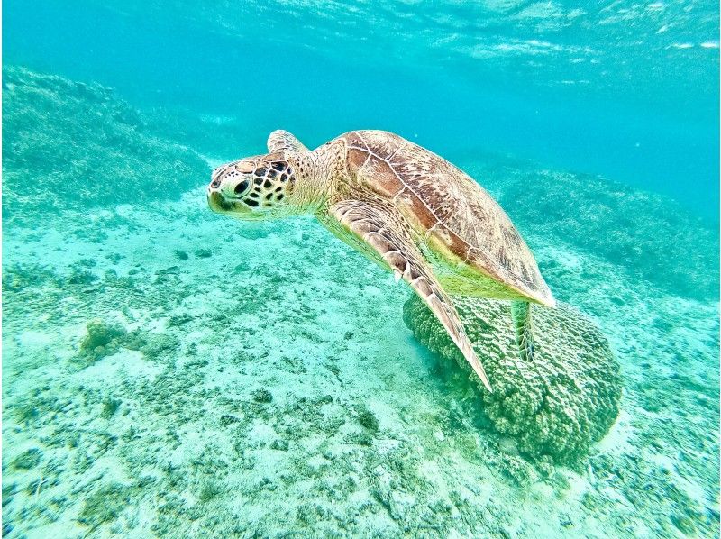海ガメと一緒に家族で泳ごう‼️【ジュニアコース】海ガメ探索ュノーケル ※5歳からご参加頂けますお子様大歓迎❗️の紹介画像