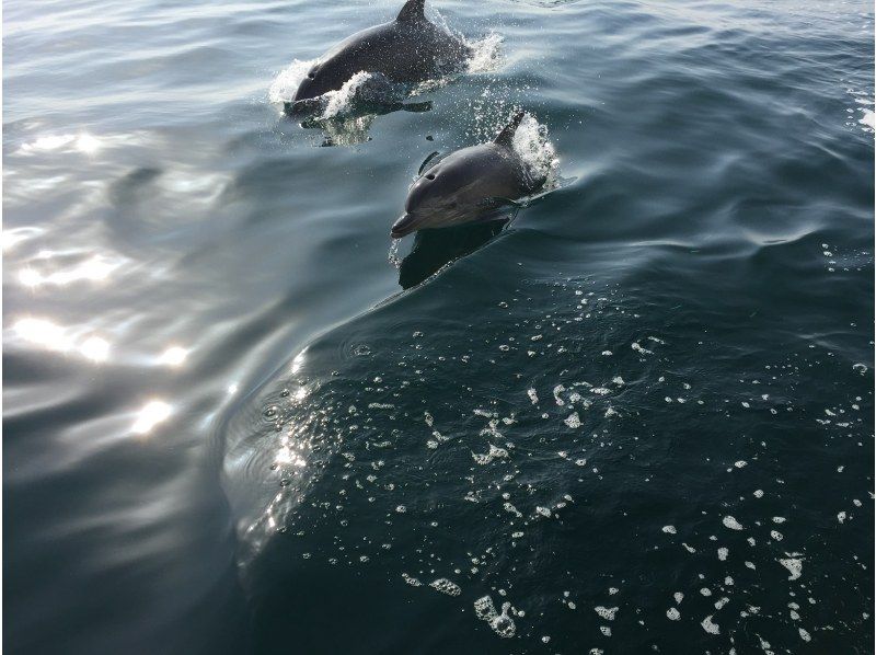 [Kumamoto / Amakusa City] Let's meet wild dolphins! Meet a herd of about 200 Southern Dolphins regardless of the season!の紹介画像