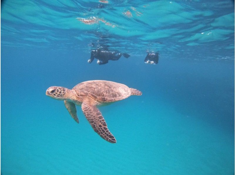 Let's swim with sea turtles in the Amami blue sea! ️ [Advance Course] Sea Game Swim