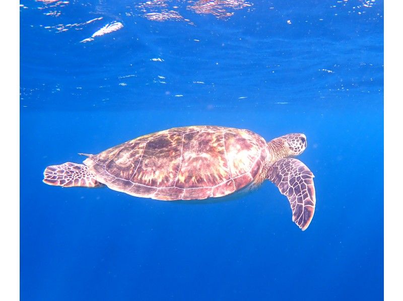 SALE! [Ishigaki Island Snorkeling, Sea Turtles, PM Half Day] 90% chance of encountering sea turtles! Sea turtle snorkeling boat tour ☆ Free photo data ☆の紹介画像
