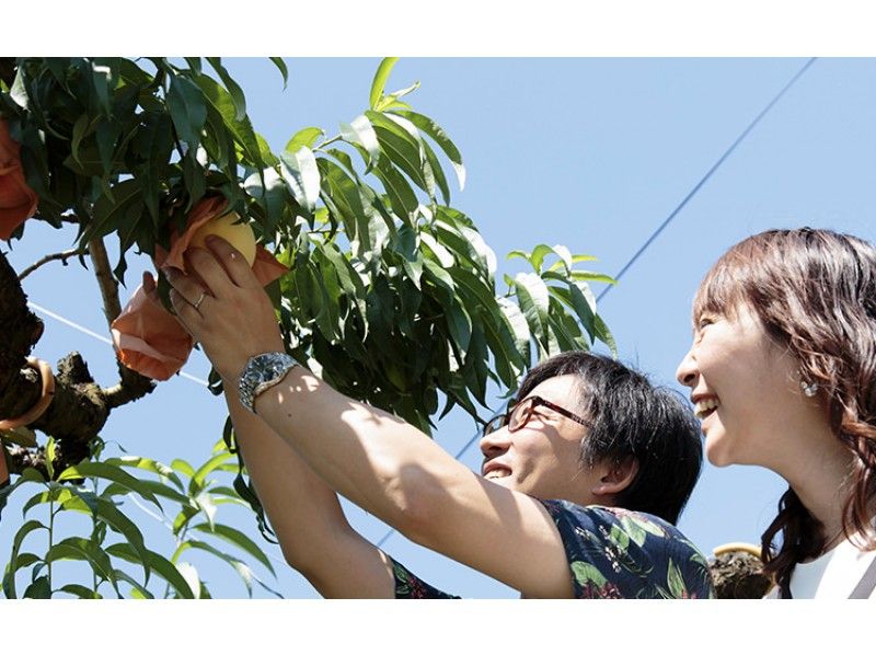 【岡山・赤磐】白桃狩り体験「試食2個」（40分）