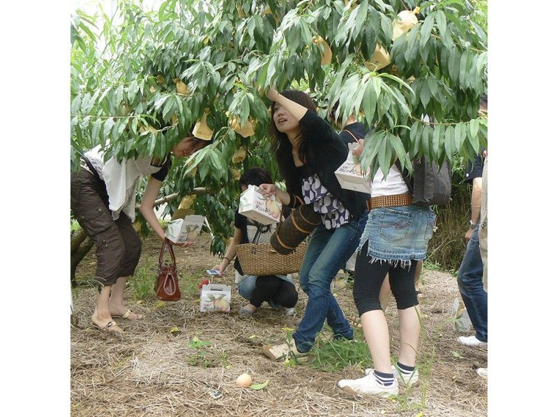 [Okayama / Akaiwa] Grape Plan-Shine Muscat ชิม 1 พวง (40 นาที)の紹介画像