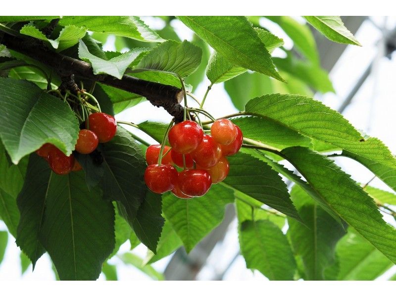 [Hokkaido/Ashibetsu City] Cherry picking (for a limited time, Benishuho field)の紹介画像