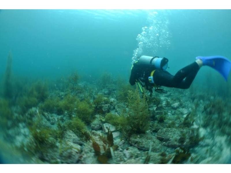 [Yamaguchi ・ Ube City】 Fun, excitement for you! One day trip experience Diving!