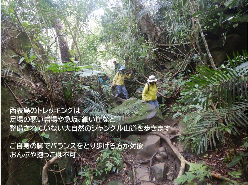 【沖縄・西表島】スーパーセール実施中《朝割！》　朝の静かなピナイサーラの滝壺AMツアー！★島旅感謝プラン★の紹介画像