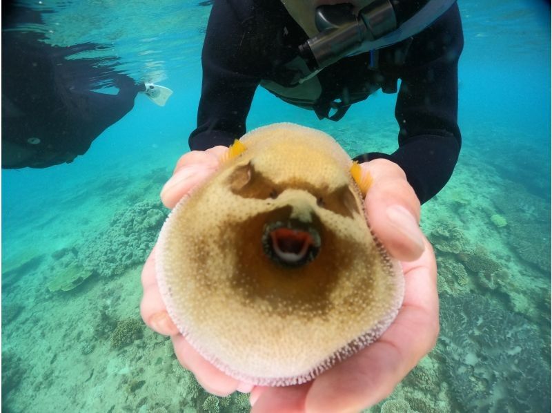 ★Okinawa, Motobu Town, Gorilla Chop Snorkeling is very popular with its many colorful fish and corals. Free GoPro photo data! Recommended for women, couples, and families!の紹介画像